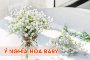 Ý nghĩa hoa baby
