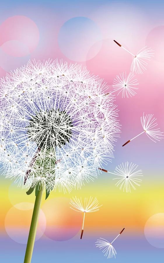 Hoa Bồ Công Anh: Các bạn yêu thích tìm hiểu về các loài hoa tuyệt đẹp? Thì hôm nay chúng ta cùng chiêm ngưỡng vẻ đẹp của Hoa Bồ Công Anh sắc màu tuyệt đẹp!