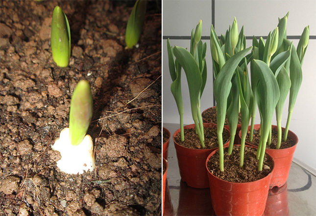 trồng hoa tulip tại nhà