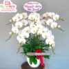 hoa lan hồ điệp trắng 8 cây