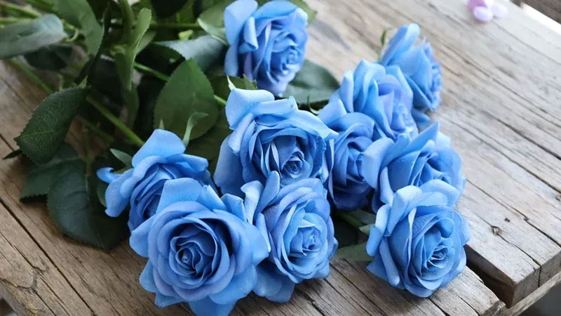 Hoa hồng xanh có thật không? Ý nghĩa hoa hồng xanh các loại