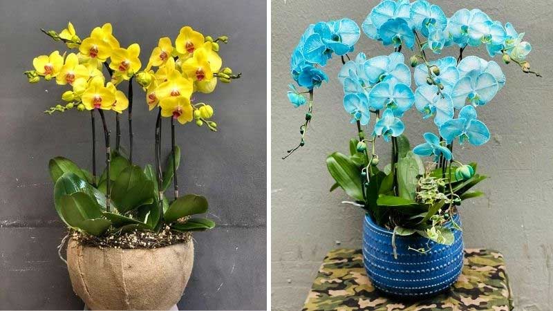 Gợi ý 16+ mẫu hoa sinh nhật cho nam đẹp và ý nghĩa