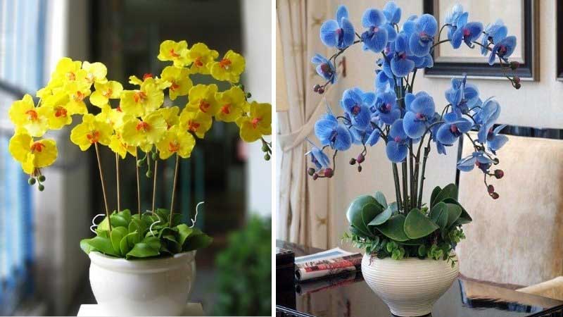 Gợi ý 16+ mẫu hoa sinh nhật cho nam đẹp và ý nghĩa